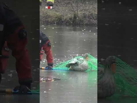 Deze gans had een zwaar weekend.