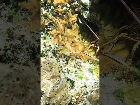 Spidey lobster, #lifeisbetteronaboat Bahamas ￼