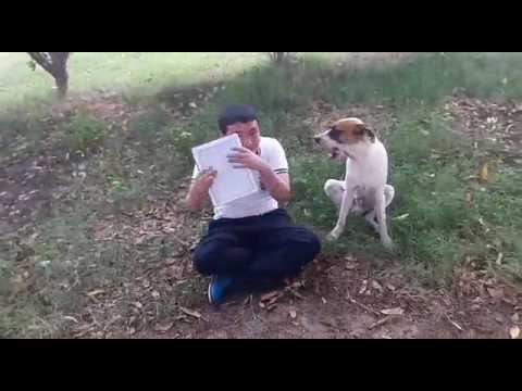 Firulay el pero exitado