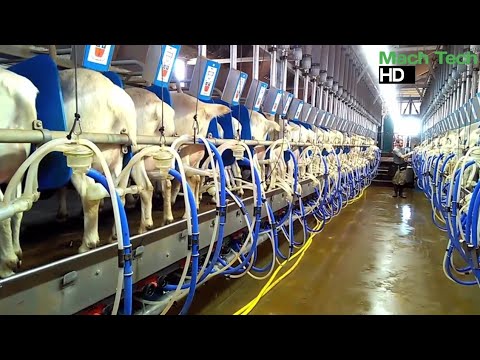 Amazing Modern Automatic Sheep Farming Technology - Fastest Shearing and Milking Machines