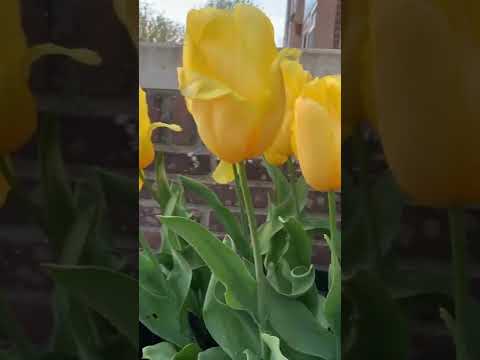 End of the tulip season. #DutchSpringIcon #Tulips