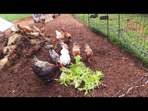 What 355 Farm Animals Eat in a Day