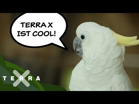 So kommunizieren Tiere