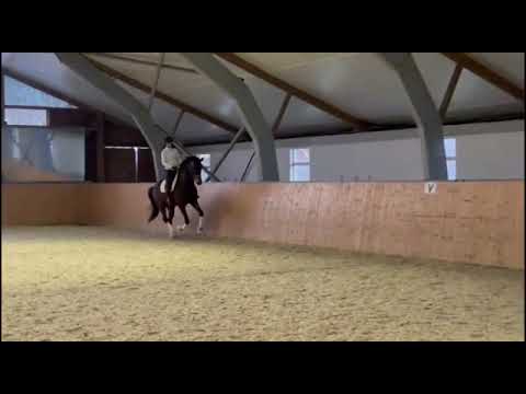 5-jähriger Wallach von Quantensprung- Sir Donnerhall- Rohdiamant