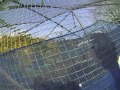 Monkey Holds And Drops My GoPro