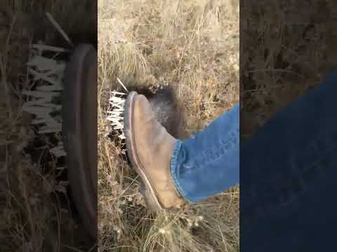 Don't touch a porcupine!