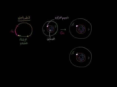 الصف العاشر الأحياء انقسام الخلية الطور البيني