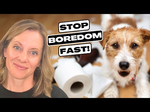 STOP Your Dog’s Boredom FAST! 🐶🔥 | Fun Games, Puzzle Toys & Chews!