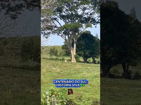 CENTENÁRIO DO SUL: HISTÓRIA VIVA 🇧🇷