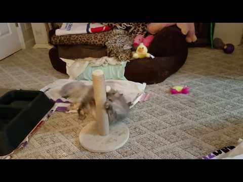 CLEO THE CAT HIGH ON CATNIP 😂