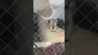 お肉貰えなくて拗ねるミーアキャット。미어캣(meerkat)#shorts