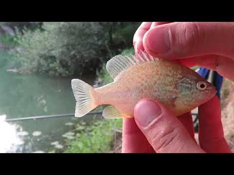 Wędkowanie przy ogromnym upale, Feeder, Bat, Karpiówki