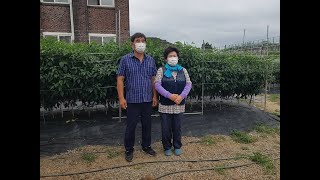 2021년 전국 최고의 고추작황 강진 황규숙농가-2탄(2)
