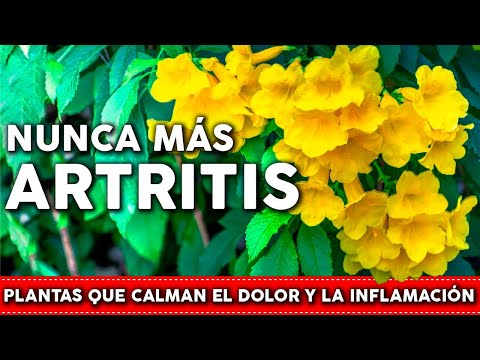 , title : '6 Plantas para la ARTRITIS - Bajan el dolor y la inflamación'