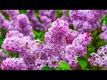 Peaceful Relaxing Instrumental Music, Meditation  Music, "Nature's Breathtaking Beauty"  Tim Janis