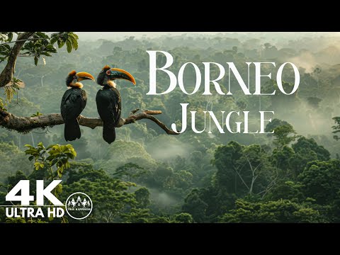 Borneo Jungle 4K - Amazing Tropical Rainforest In Asia | Scenic Relaxation Film