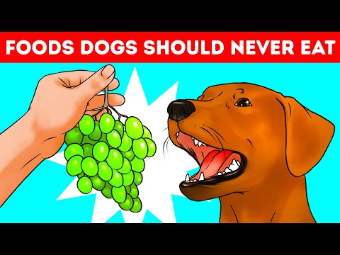 Why Dogs Can't Eat Grapes and 53 Jaw-Dropping Why's