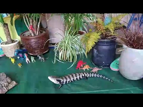 Dinosaurs vs Reptiles! Similarities and differences between these scaly beasts