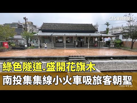 綠色隧道.盛開花旗木　南投集集線小火車吸旅客朝聖