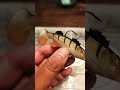 Video Thumbnail for Would you use this lure ? #short #fishing #subscribe #shorts