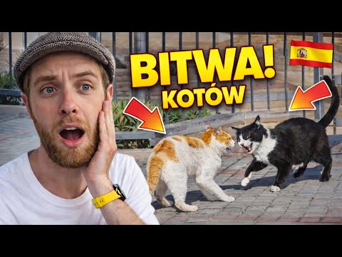 Bitwa kotów znikąd… pościgi i „walka o terytorium” 😂