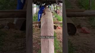 Download lagu Traditional Canoe #pacujalur #fypyoutube #viralvideos mp3 Download lagu Traditional Canoe #pacujalur #fypyoutube #viralvideos mp3