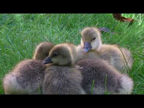 Ganso común ( Anser anser ) Greylag Goose