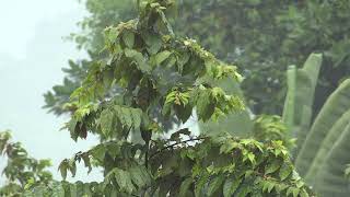 Tropical rain and Thunderstorm sounds for 1 hour