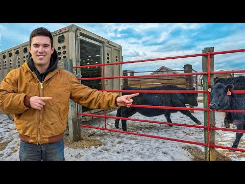 Starting A Cattle Business From Scratch