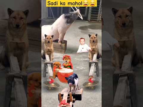Sadika mahol🤣🤣#youtubeshorts #amvlog995 #goviral #viralshort #funny #susbcribemychanne #cutedog