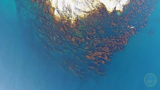 Santa Catalina Island 4k Aerial Drone Footage