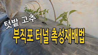 텃밭고추 부직포 터널을 이용한 촉성재배법 / 봄철 서리피해 방지 및 생장촉진으로 훨씬 빠른 시기에 수확 가능