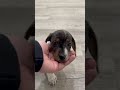 Miniature Dachshund dogs for sale: Baxter - Video 1