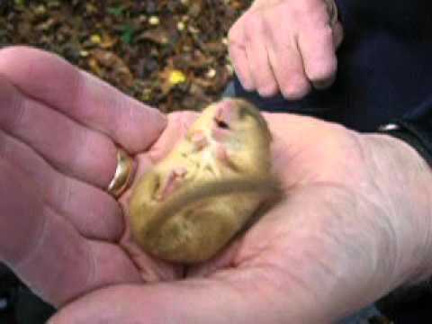 Surreywt: Snoring Dormouse