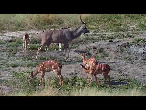 Djuma: Nyalas, Kudus and Impalas - 14:20 - 04/19/19