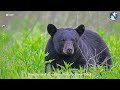 New Jersey's black bear hunting season begins