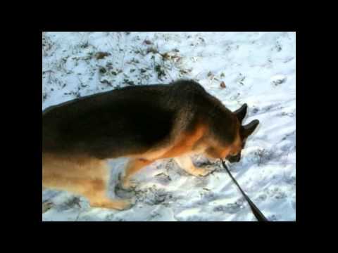 Dog Walker Milton - Bella & Kobi's Walk 15/12/2010