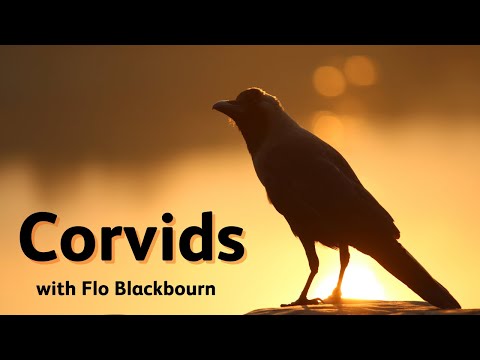 Corvids with Flo Blackbourn