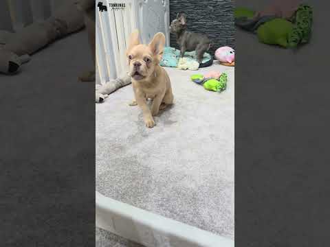 Video 2