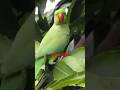 Ring Nick Parrot Fantastic Taking Birds Ringneckparrot Youtubeshorts Trendingshorts