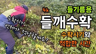 [4k] 들기름용 들깨 수확 / 수확시기와 시간는 언제가 적당할까요? / 들깨 향이 정말 향기롭네요.