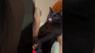 #cat #cute #catvideo #cutecat #funnyvideo #funny