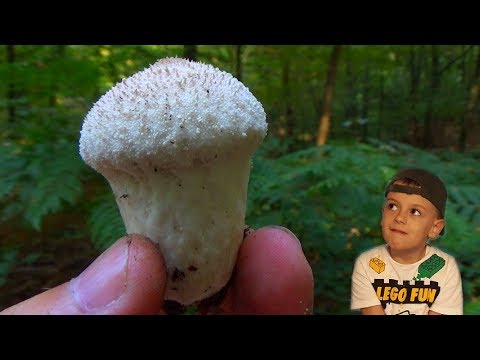 GLjiva Tikvasta Puhara - Lat. Lycoperdon Perlatum