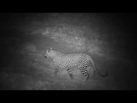 Djuma: Leopard-Tlalamba female walks in from right and passes by the cam - 01:00 - 12/07/20