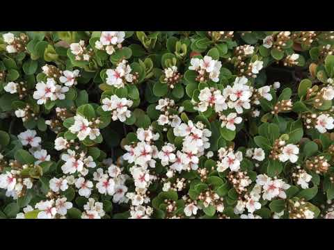 Rhapiolepis, Raphiolepis oriental Pearl, hedging plants, border plants, easy to grow, gardening, fun