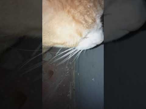 summer cat life.shot by: Balkrishna Adhikari