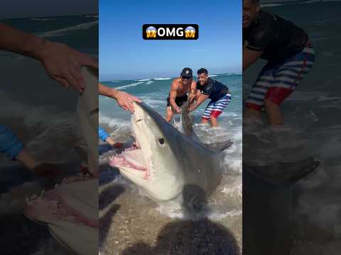 😱OMG😱 #shorts #ny #fish #beach #fishing #florida #longisland #shark #sharkfishing #newyork