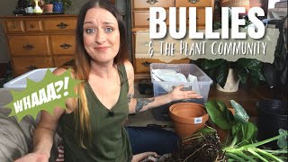 Repotting a Monstera Deliciosa & Talking about BULLIES #plantykindnessproject