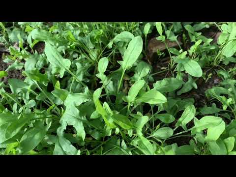 Sheep Sorrel identification and uses