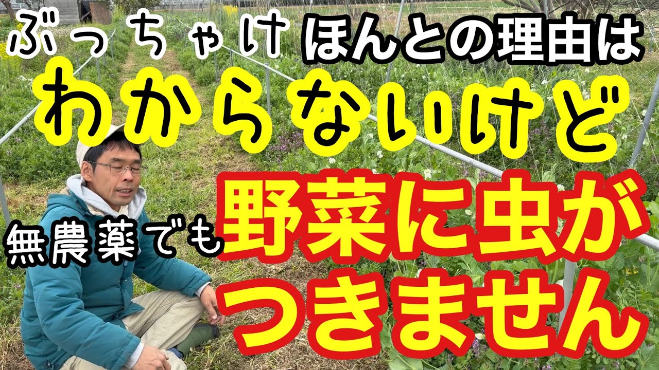【無農薬でも虫がつかない野菜たち】虫はいるのに害虫化しない自然栽培の畑の実例から原因を考察《自然農法/家庭菜園/自給農/IPM》